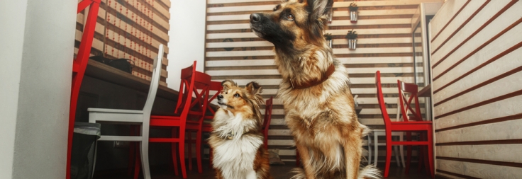 Dog Friendly Restaurants In San Antonio Pawderosa Ranch Dog Friendly Restaurants In San Antonio Round 2