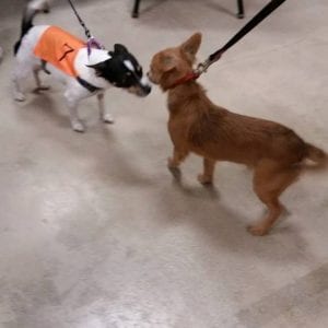 dog boarding San Antonio, dog daycare san antonio
