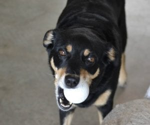 dog daycare san antonio ball in mouth