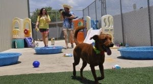 San Antonio Dog Daycare