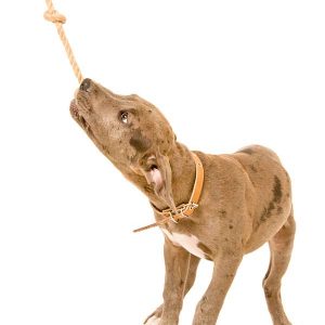 San Antonio Dog Daycare Dog Pulling Rope