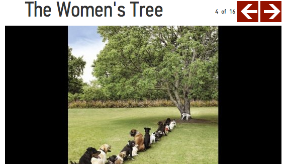 the womens tree
