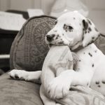 Dog chewing on couch. 10 Dog Superstitions You Need to Know