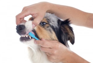 brush your dogs teeth