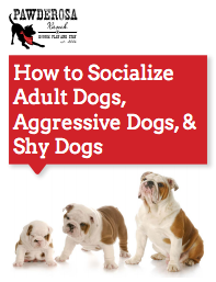 Dog Boarding Socialization Ebook