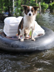 dog tubing texas river