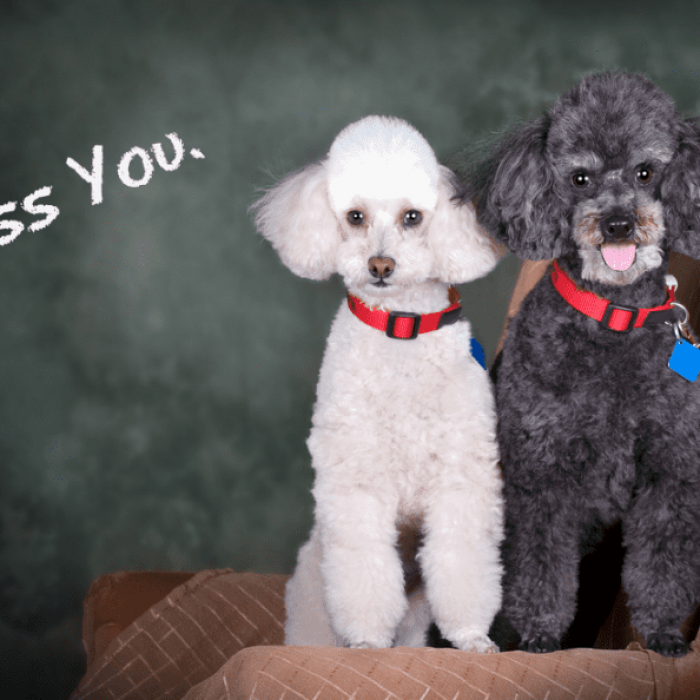 Secrets About 5 Dog Breeds That Are Supposedly Hypoallergenic