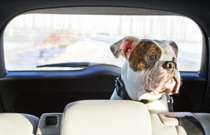 Dog in Parked Car