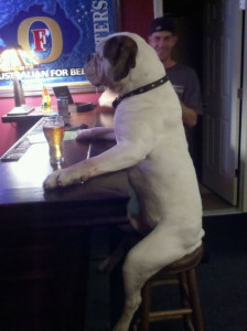 Dog at bar