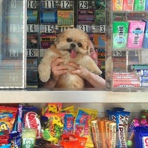 dog at candy stand