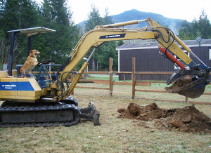 dog doing construction