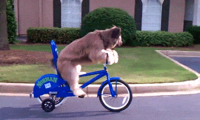 dog riding bike