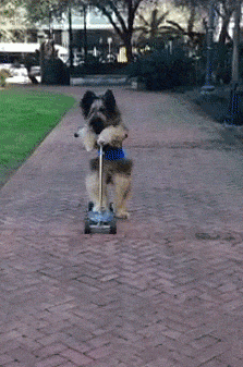 dog riding scooter