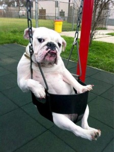 dog in swing