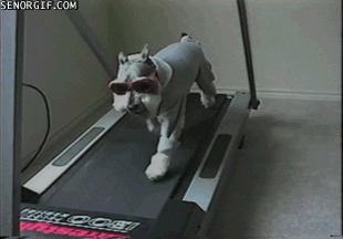 Dog on treadmill