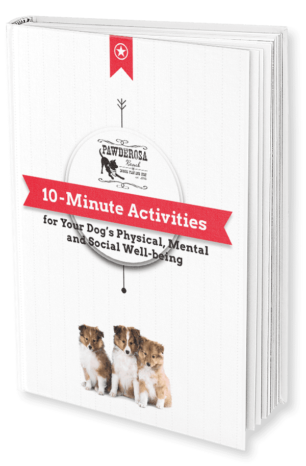 10-Minute Activities for your dog Ebook
