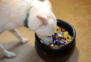 dog with halloween candy