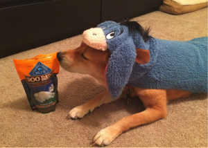 dog in costume with treats