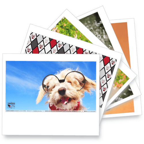 Cute Dog Desktop Wallpapers
