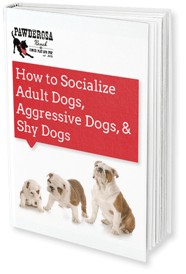 How to Socialize Adult Dogs Ebook