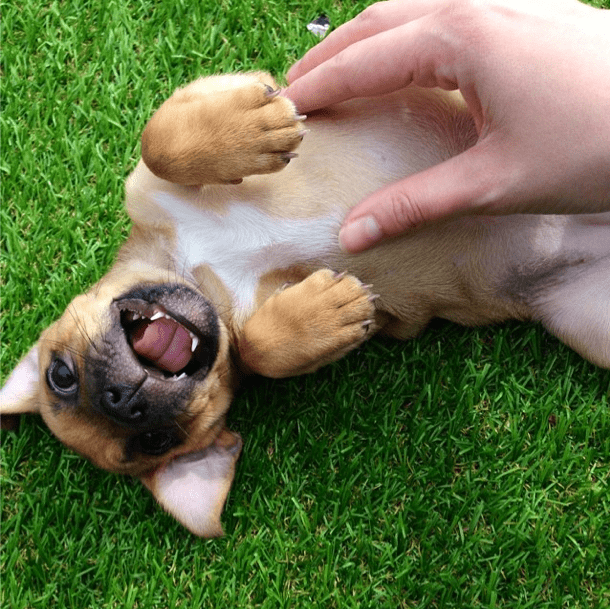 dog belly rub