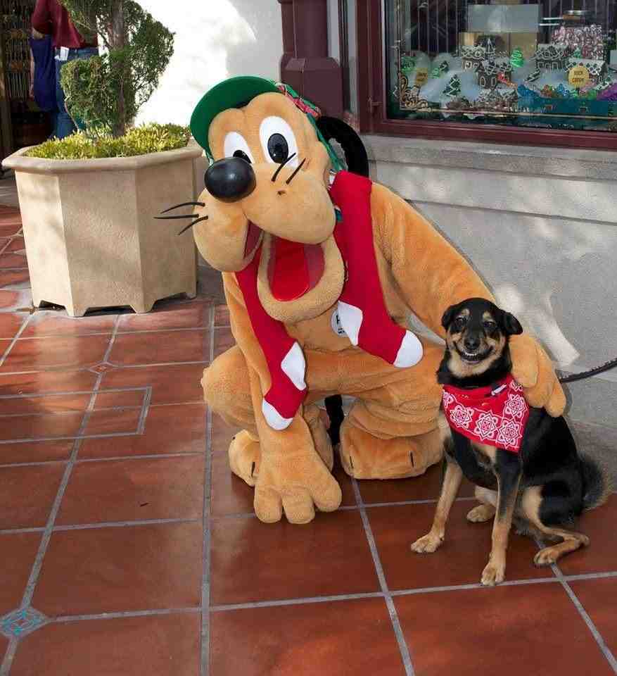 dog with pluto