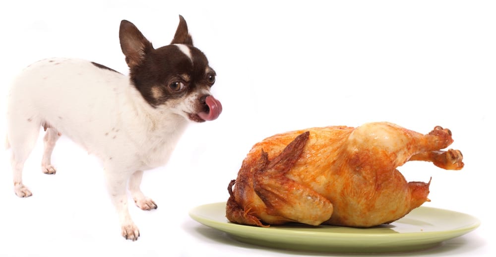 is rotisserie chicken okay for dogs