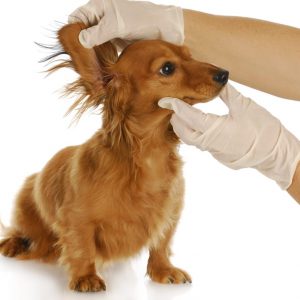 Dog being treated for ear infections - How to Treat and Prevent A Dog Ear Infection