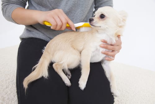 dog grooming san antonio
