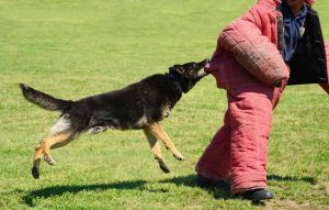 how much does it cost to train a k9 dog