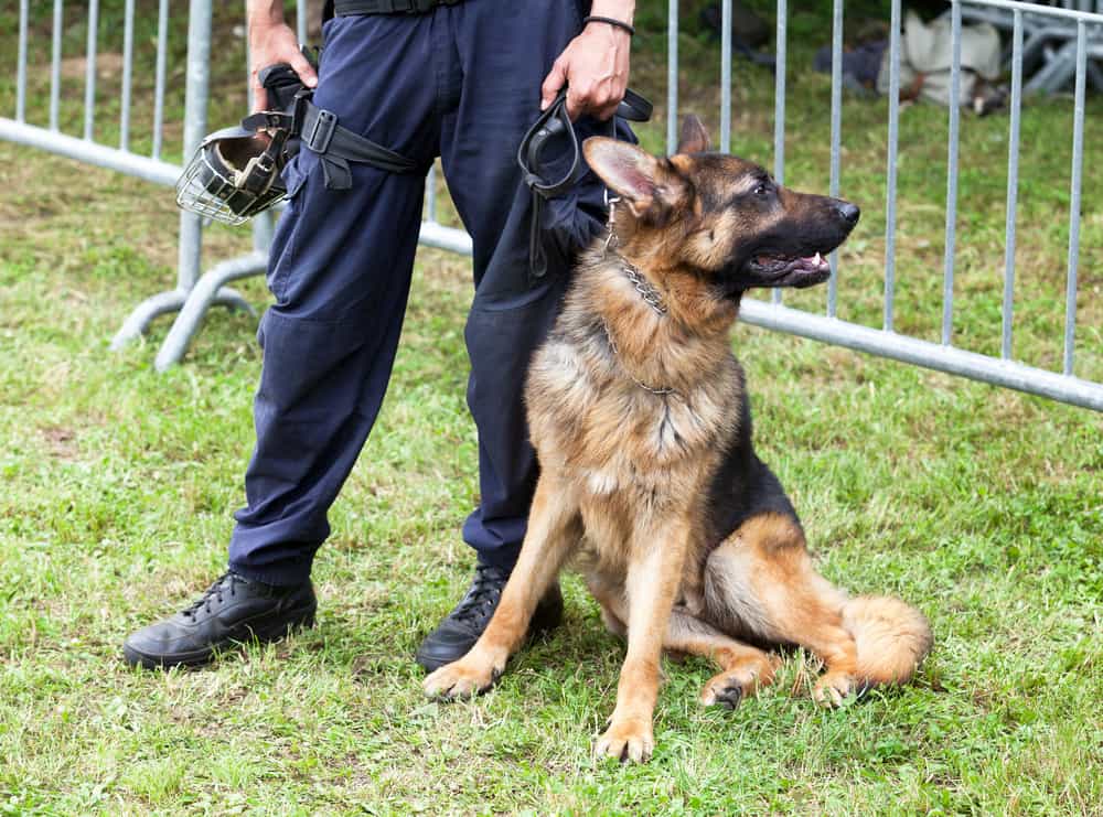 Police sales k9 cost