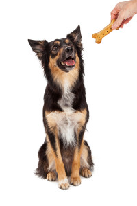 adult dog sitting with treat