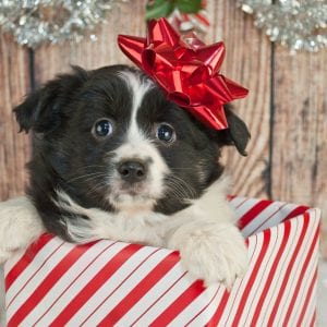 puppy present