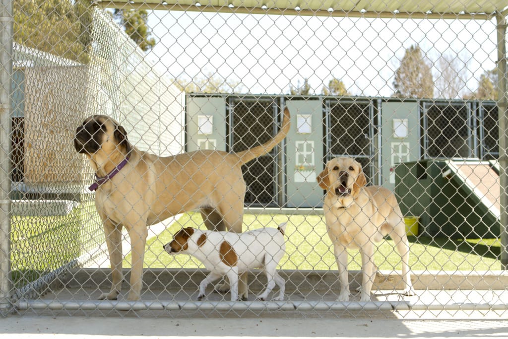 kennel fence dogs