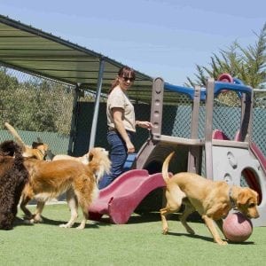 staff kennel outdoors
