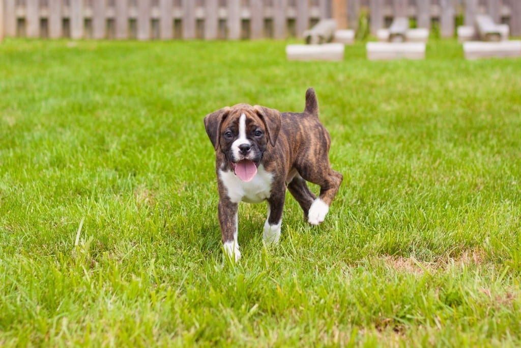 boxer puppy in grass