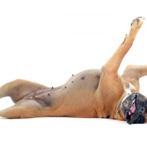 boxer rolling over