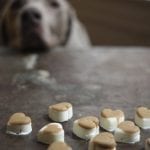 Begging Weimaraner DIY dog treats photo by 17apart.com