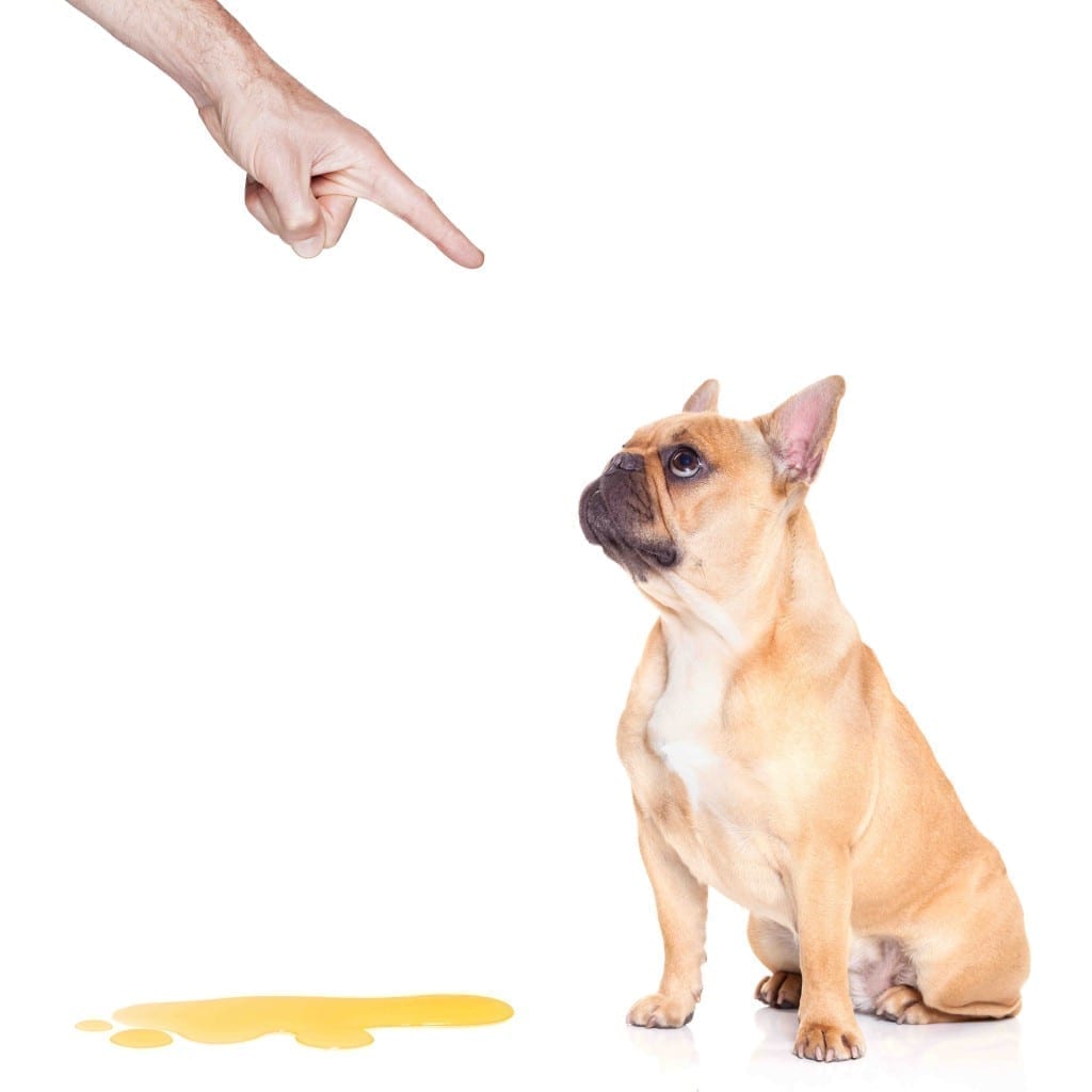 dog pee on floor finger pointing