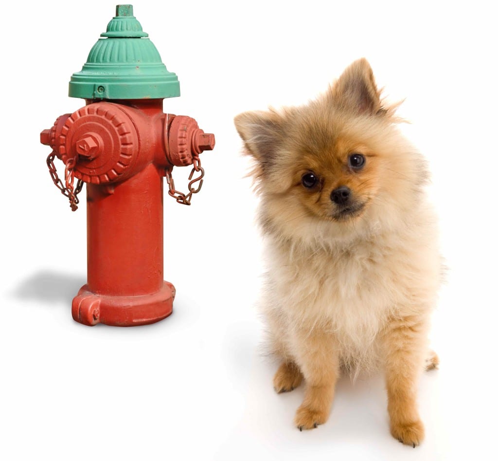 dog potty training fire hydrant