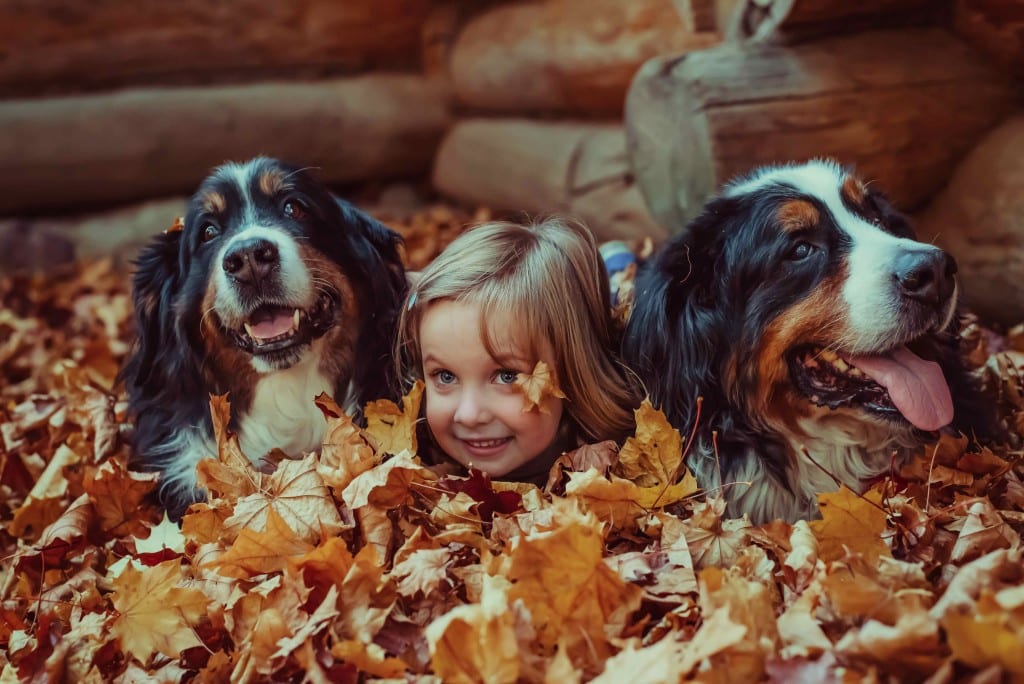girl in leaves with bernese