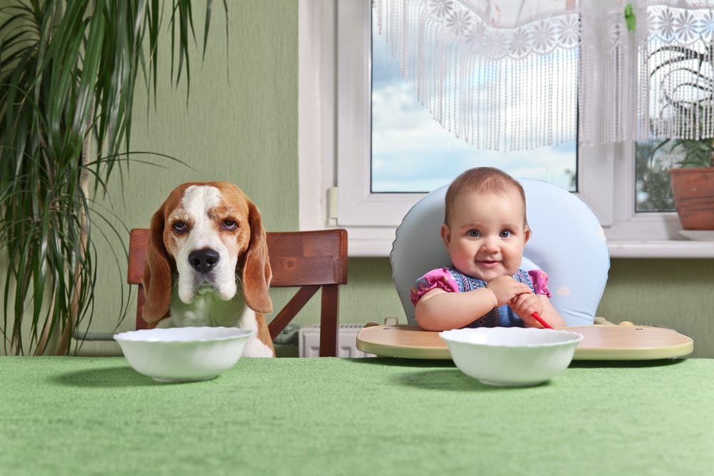 dog baby food table