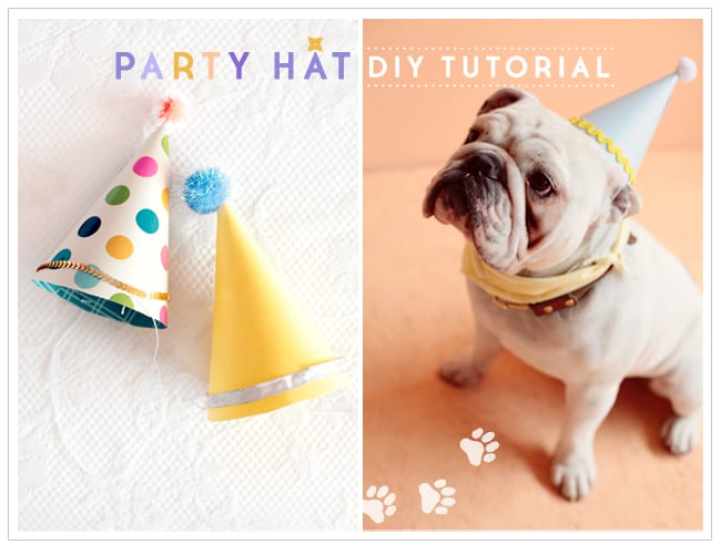 party hat dog party