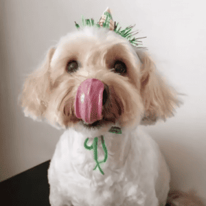 cute dog wearing a diy party hat