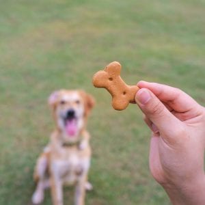 Dog treat positive reward