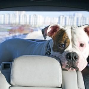 dog riding backseat