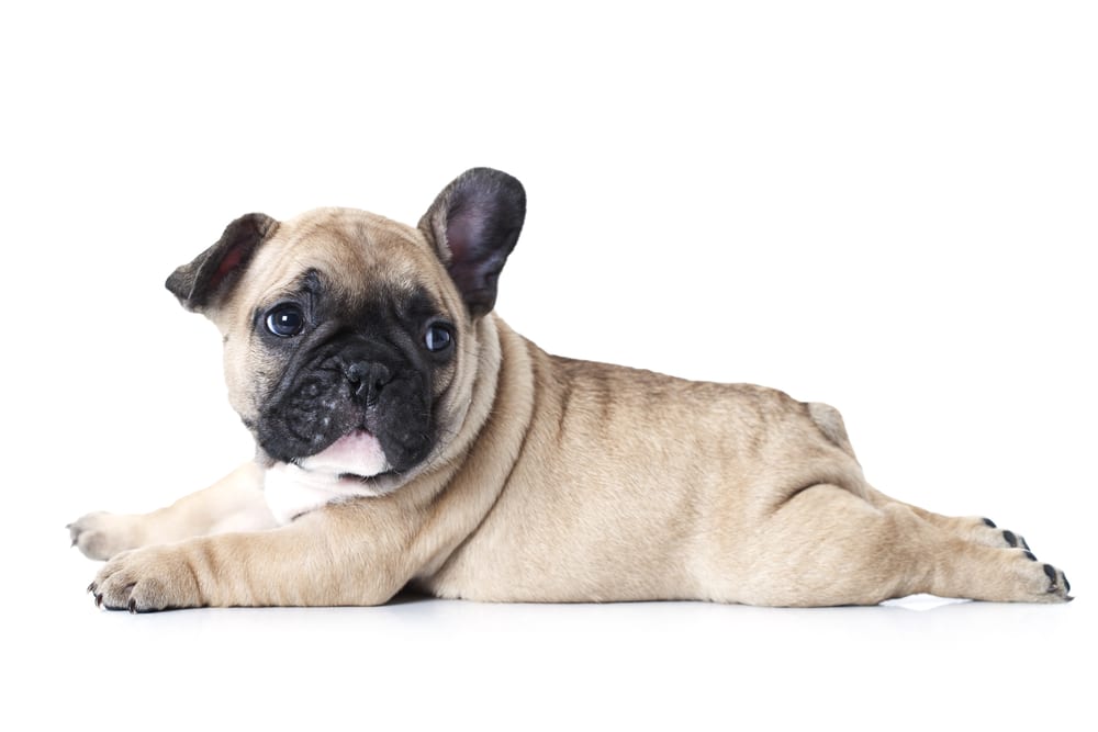 What To Know About French Bulldogs Pawderosa Ranch