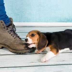 puppy chewing boot