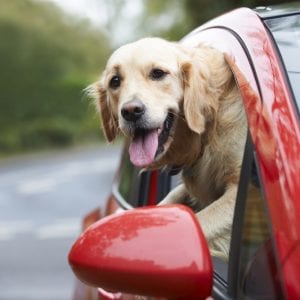 dog parked in car