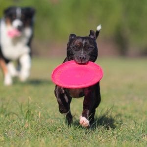 dog running with frisbee